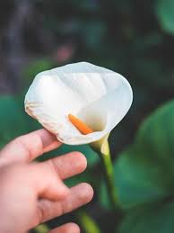 Consigli per come farlo in 5 mosse. Decorare Casa Con Le Calle Fiori Eleganti E Raffinati Westwing