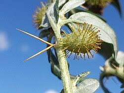 Image result for Xanthium