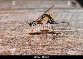 Image result for Viscum shirense