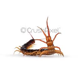 Are millipedes poisonous or dangerous to humans? Chinese Red Headed Centipede On White Stock Photo Crushpixel