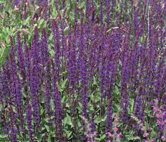 The herbaceous salvias are those that tend to die back to the ground in winter and include the popular salvia 'amistad', the new closely related cultivar 'amante' and species salvia azurea, salvia elegans (pineapple sage), salvia engelmanii and salvia guaranatica to name a small number. Salvia Nemorosa Caradonna Lambley Nursery
