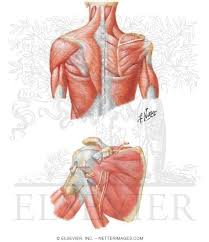 Human muscle system, the muscles of the human body that work the skeletal system, that are under voluntary control, and that are concerned with movement, posture, and balance. Muscles Back And Scapula Region