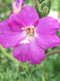 Image result for Epilobium hirsutum