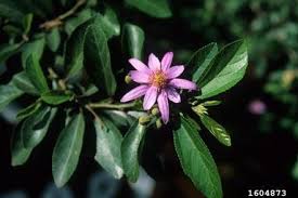 Image result for Grewia