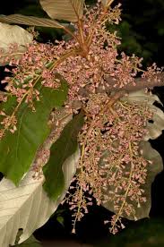 Image result for Heritiera