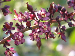 Image result for Lepisanthes senegalensis