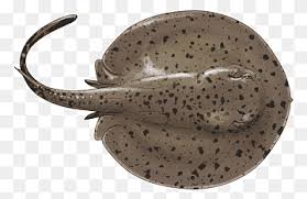We did not find results for: Fish Giant Freshwater Stingray Fresh Water Myliobatoidei Ocellate River Stingray Potamotrygon Animals Potamotrygon Yepezi Organism Png Pngwing