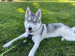 Sein fell besitzt zwei schichten: Siberian Husky Hunderassen Im Portrait Fakten Infos Rover Com