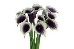 Picasso Mini Calla Lily Flower Bulk Flowers J R Roses Wholesale Mini Calla Lilies Calla Lily Flowers Calla Lily