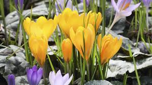 Krokus Pflanzen Zarte Bluten Fur Fruhling Und Herbst Quelle Imago Blickwinkel Krokusse Pflanzen Pflanzen Krokus