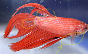 So my new betta fish captain redbeard has got sick. How To Identify And Treat A Sick Betta Fish Fishxperts