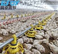 Poultry Farm Equipment Chicken House Design with Full Set Automatic  Equipment