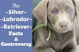 Silver Labrador Retriever Facts About Silver Labs You Need
