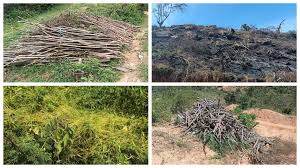 Image result for Oxyanthus goetzei