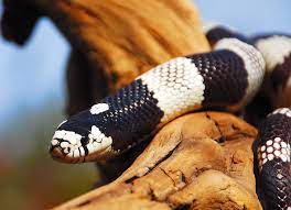 Thanks to hollywood movies, many of us suffer from paranoia of getting bitten by a spider and dying some tragic death wrapped in a web. Kingsnake Care Sheet Reptile Centre