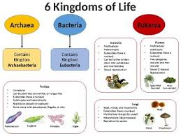 kingdoms of life reference chart