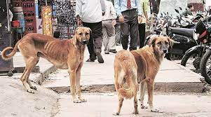 Check spelling or type a new query. Free Parking Zero Garbage Collection Fee In Shimla Adopting A Stray Dog Has Its Rewards Governance News The Indian Express