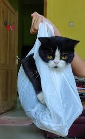 Tampak ekspresi sebal si kucing oren, sebenarnya anabul itu salah apa sampai mau digoreng dalam wajan? Gemes Banget 10 Potret Lucu Kucing Diplastikin Ini Bikin Ngakak Kucing Lucu Kucing Lucu