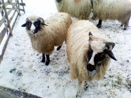 Maybe you would like to learn more about one of these? Ovine Rasa Turcane De Vanzare
