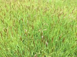 Image result for Anthoxanthum