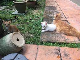 Dinda dikenal sebagai ratu lebah geng setan dan anak anggota dpr, geri adalah murid yang cukup terkenal, karena kenakalannya di sekolah. Kucing Untuk Diberi Percuma 2017 Makanan Anak Kucing Paling Disyorkan Untuk Tumbesaran Sihat Cats Free Adopt Stray Cats Seluruh Malaysia Manokbubut