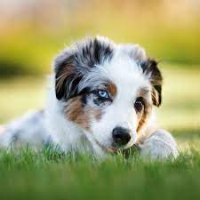 One will rarely find a large australian shepherd dog. Australian Shepherd Puppies For Sale In California Ca