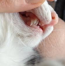 The majority of kittens begin losing their teeth at 3 months old, however, there are some cases where losing teeth. Kitten About To Lose Baby Tooth Mildlyinteresting