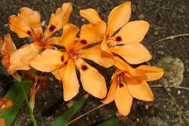 Image result for Radinosiphon leptostachya