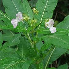 Image result for Impatiens gomphophylla