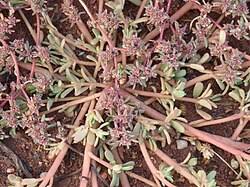 Image result for Trianthema salsoloides