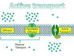 Lecture Notes On The Process Of Active Cell Transport With Atp Passive Transport Active Cell Transport