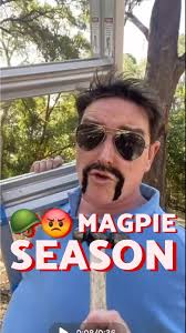 Clover and Magpie Swooping in Australia