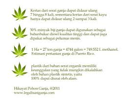 Kedatangan mantan menko perekonomian era presiden sby disambut wali kota bersama wakil … Kimbiofisma Peneliti Ganja Obat Mujarab Sejak Ribuan Tahun