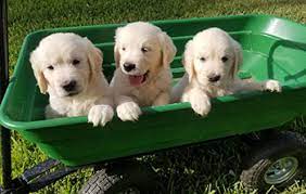 If you are interested in a crescent golden retriever puppy, please read the puppy reservation process and complete the puppy application. Paradise Golden Retrievers