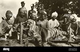 Tiger hunt in India Stock Photo - Alamy