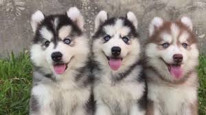 Find huskies and husky puppies for sale across australia. Woolly Cost Siberian Husky Blue Eyes Puppies For Sale In India 9620233339 Bangalore Mumbai Delhi Youtube