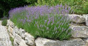 Rosen Und Lavendel Ein Traumpaar Im Beet Gartenmauern Garten Lavendel Und Mediteraner Garten