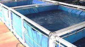 Kita pisahkan dari kolam semen khusus indukan dewasa, yang mengandung telur. 10 Cara Budidaya Lobster Air Tawar Di Kolam Terpal Arenahewan Com