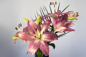 Check spelling or type a new query. 9 Plants Poisonous To Dogs And Cats Ideas Plants Elephant Ear Plant Houseplants