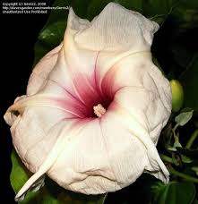 Image result for Ipomoea albivenia