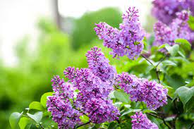 What flowers do bees like in spring. Top 10 Flowers To Plant To Help The Bees Gold Eagle Co