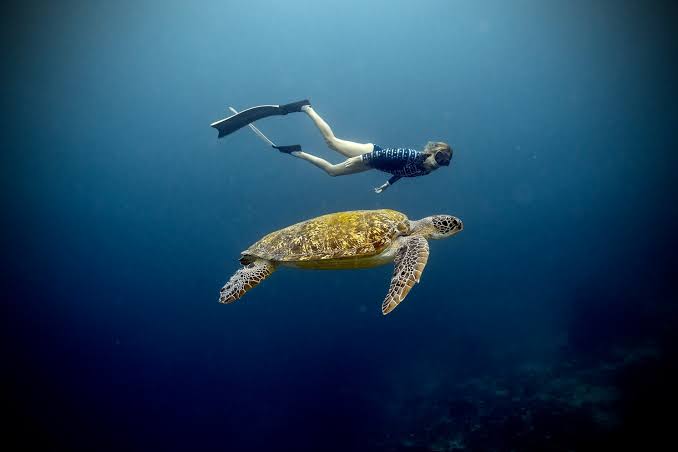 Animal Communication Retreat in Bali!