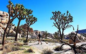 Check spelling or type a new query. 9 Fun Dinge Zu Tun Im Joshua Tree National Park Wanderungen Sehenswurdigkeiten Und Aktivitaten Australien