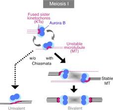 Terminalisation of chiasmata i.e., chiasmata slips and reaches to the terminal end of chromosomes, takes place during diakinesis phase of prophase i during meosis i. Repositioning Of Aurora B Promoted By Chiasmata Ensures Sister Chromatid Mono Orientation In Meiosis I Sciencedirect