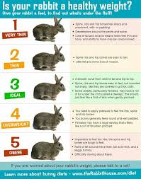 bunny weight chart bunny care rabbit pet rabbit