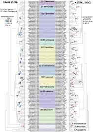 Image result for Xylopia tenuipetala