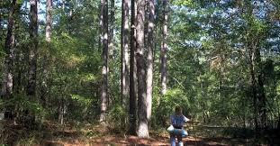Deze accommodaties worden hoog gewaardeerd voor hun locatie, netheid en meer. Lake Bistineau State Park Louisiana Travel