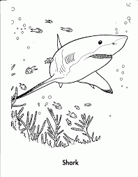 Dogs love to chew on bones, run and fetch balls, and find more time to play! Tiger Shark Coloring Pages 624 803 2768 Disney Coloring Book Res Coloring Library