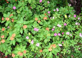Image result for Impatiens wallerana