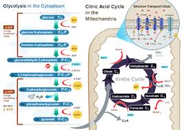 Oxidation Reaction Human Body Chemistry58 Metabolic Processes In Our Bodies Rely On Redox Reaction Cellular Respiration Cell Respiration Physiology